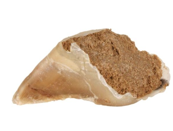 Sabot de veau a la pâtée