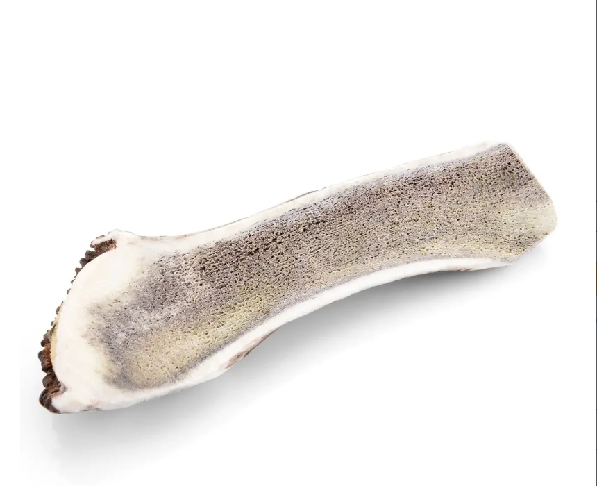 Bois de cerf tranchée