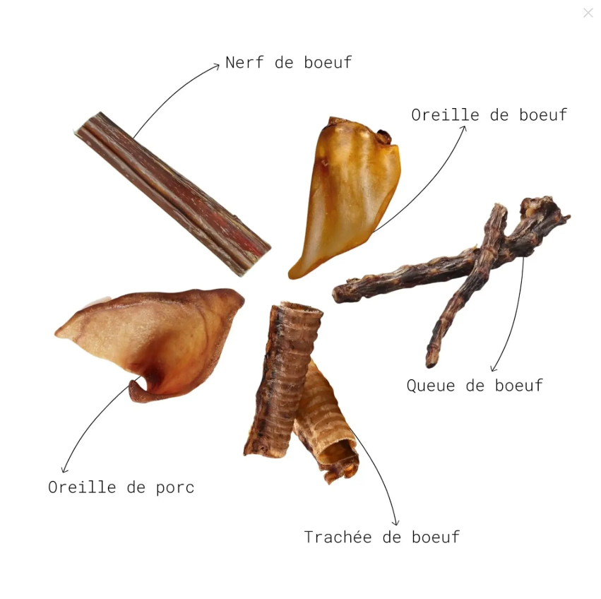 Box super résistante pour gros mâcheurs