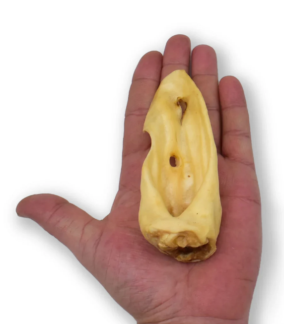Oreille d’agneau